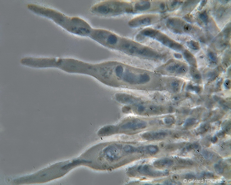 Poliporacea